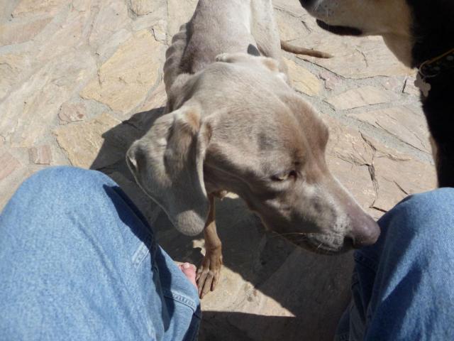 Weim 002